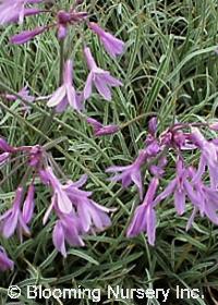 Tulbaghia violacea 'Variegata'                    